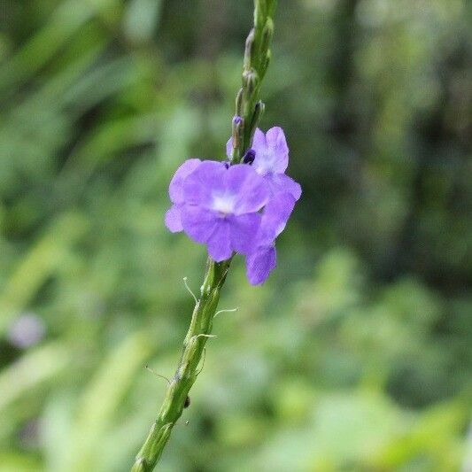 Stachytarpheta urticifolia Flower