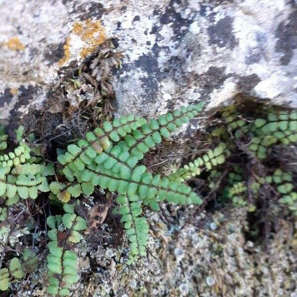 Asplenium trichomanes Blad