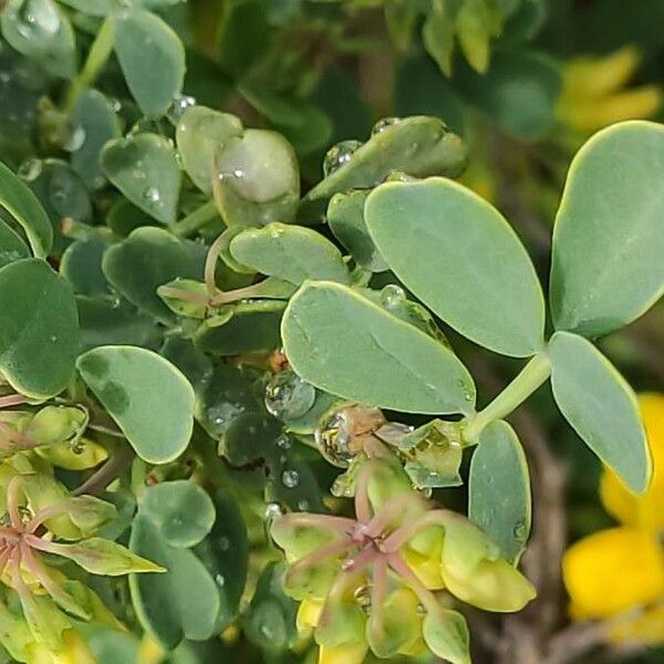 Coronilla glauca Leaf