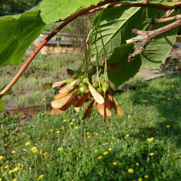 Acer caesium Fruit