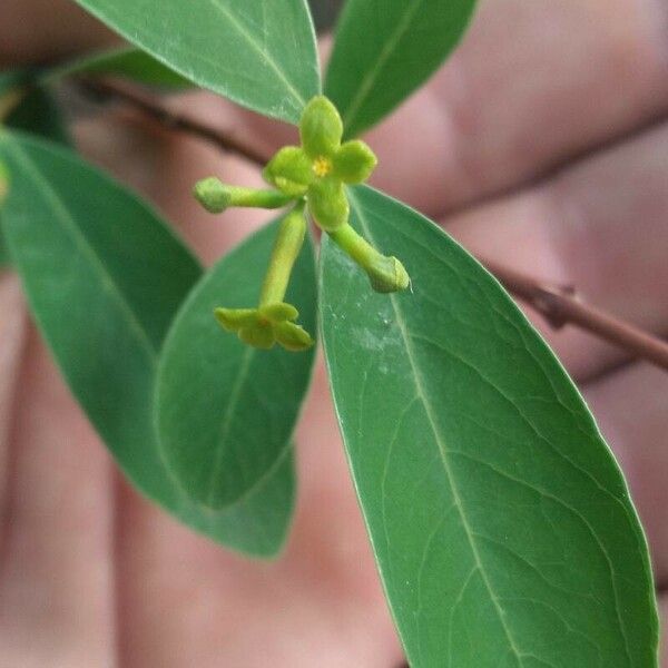 Wikstroemia indica Flor