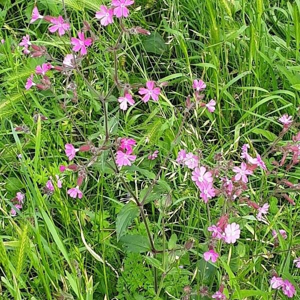 Silene pendula 整株植物