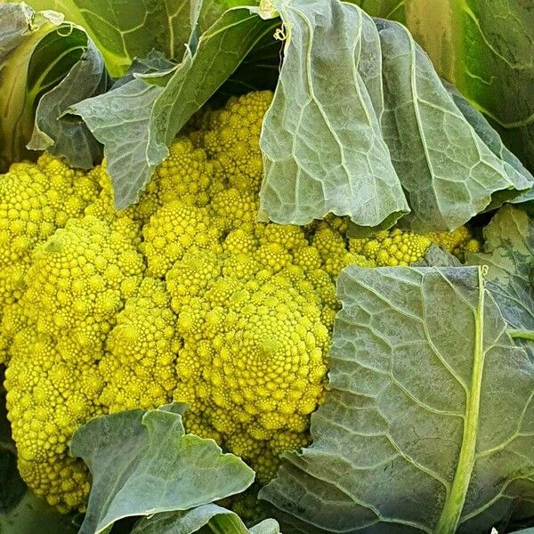 Brassica oleracea Folha