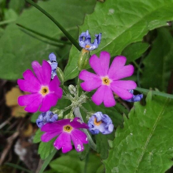 Primula farinosa Virág