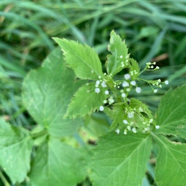 Cryptotaenia canadensis Flower