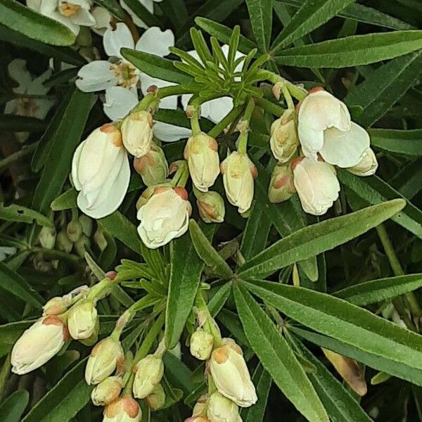 Choisya ternata Blomst