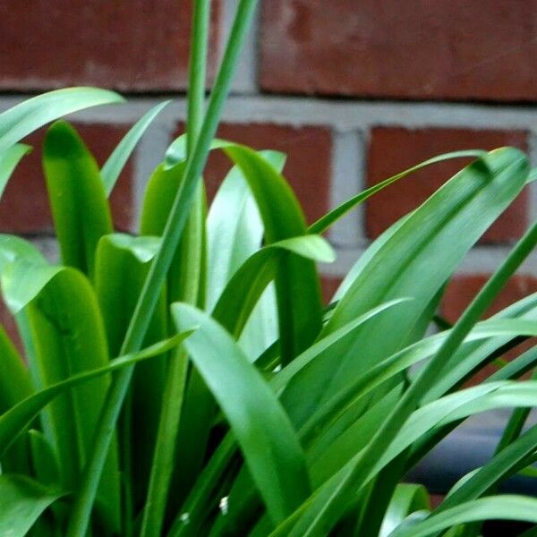 Agapanthus inapertus Leaf