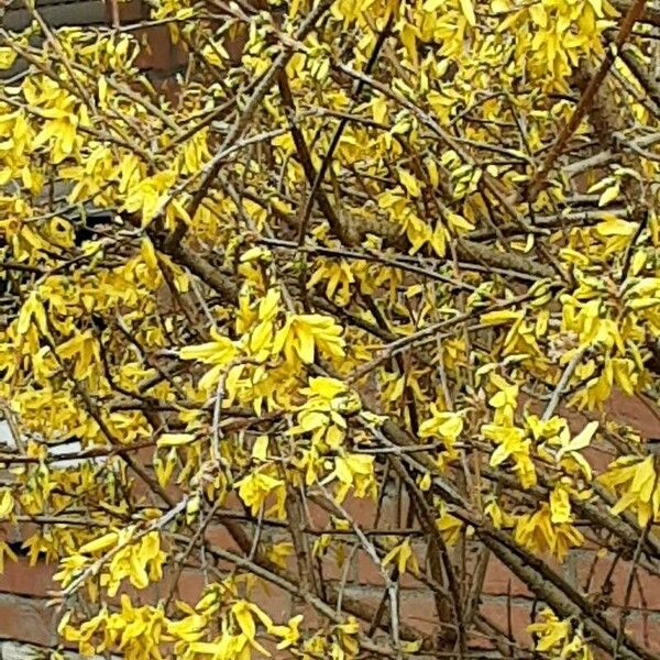 Forsythia suspensa Žiedas