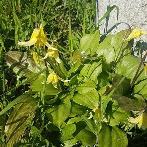 Erythronium revolutum Blatt