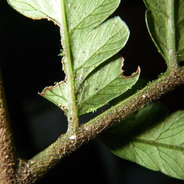 Polybotrya osmundacea Kôra