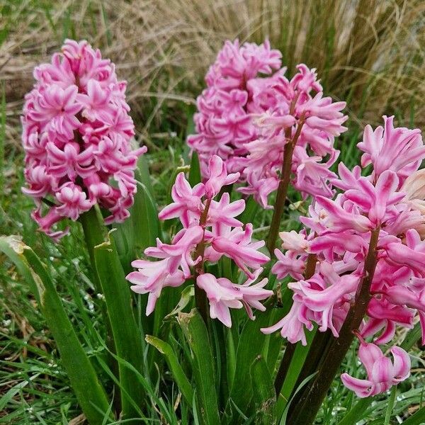 Hyacinthus orientalis Flor