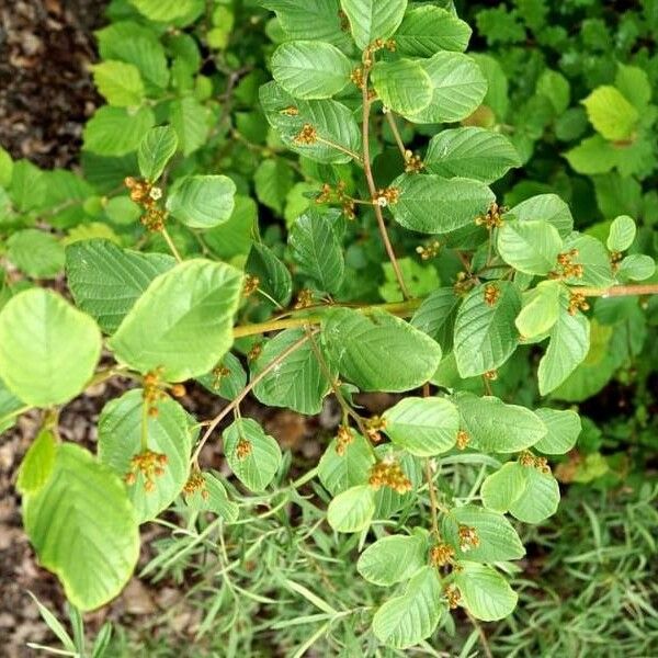 Frangula rupestris Leht