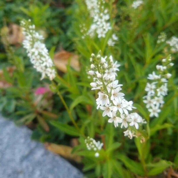 Lysimachia ephemerum Flower