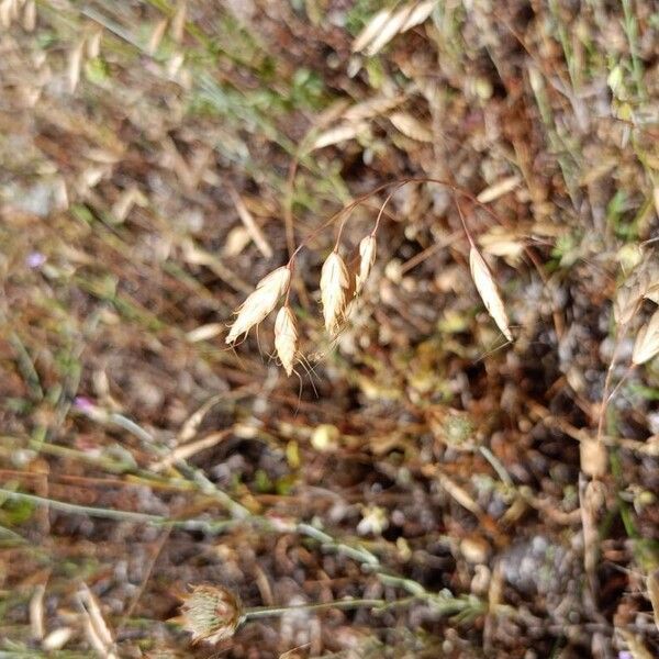 Bromus squarrosus 花