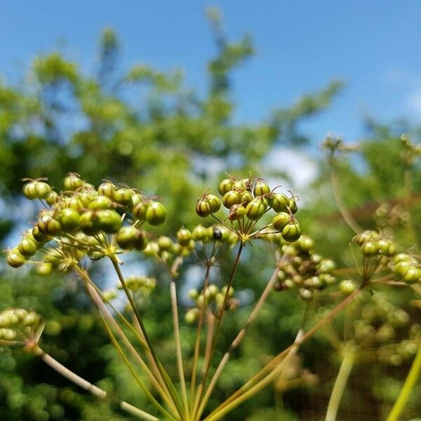 Physospermum cornubiense Fruit