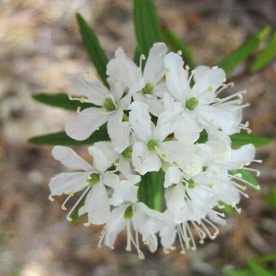 Rhododendron tomentosum Flor