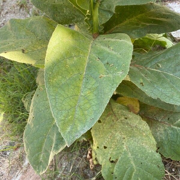 Verbascum densiflorum Hoja