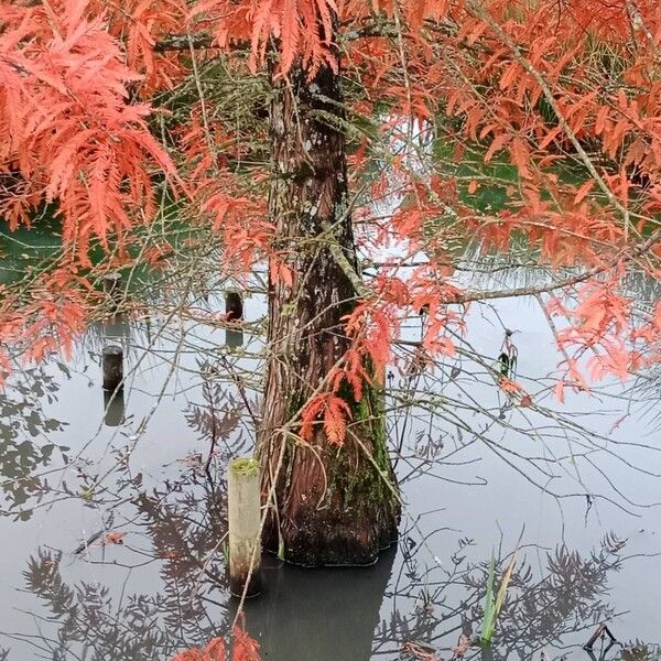 Taxodium distichum 樹皮