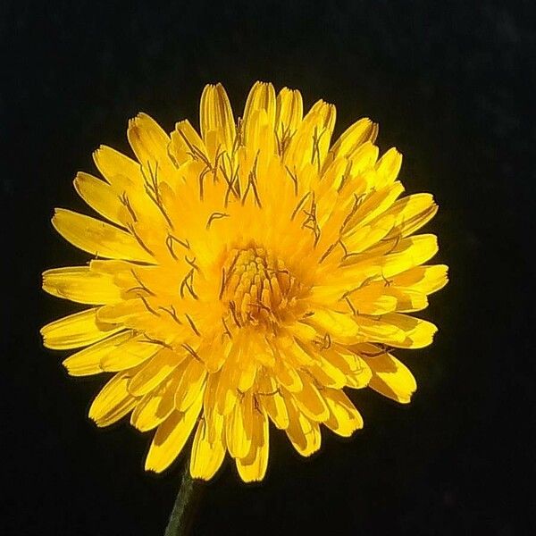 Crepis vesicaria Flor