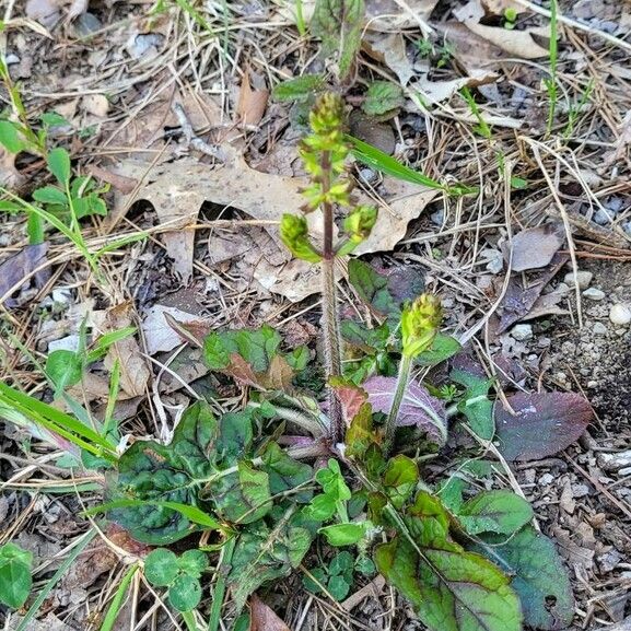 Salvia lyrata Fulla