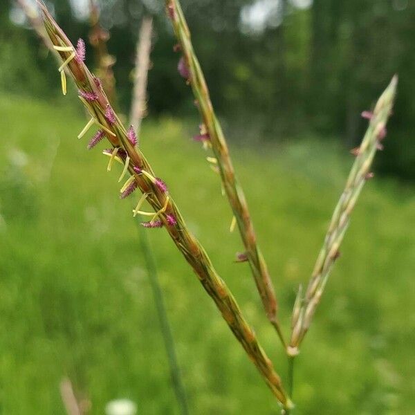 Andropogon gerardi Fiore