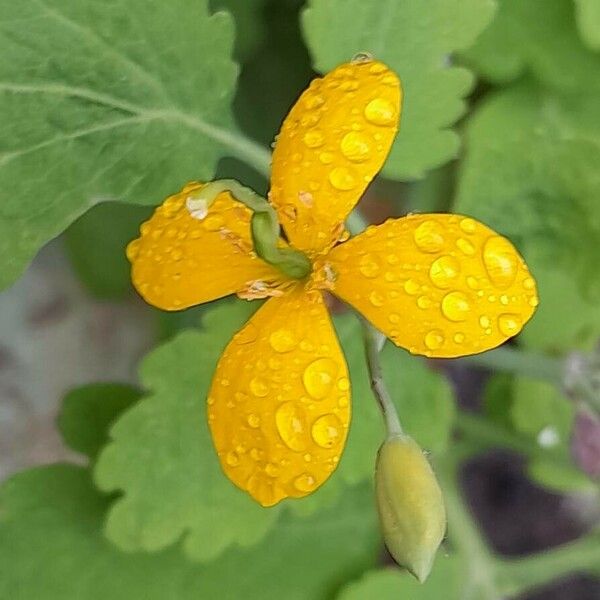 Chelidonium majus Цветок