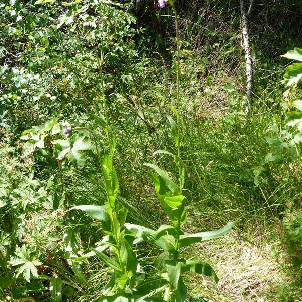 Cirsium monspessulanum आदत