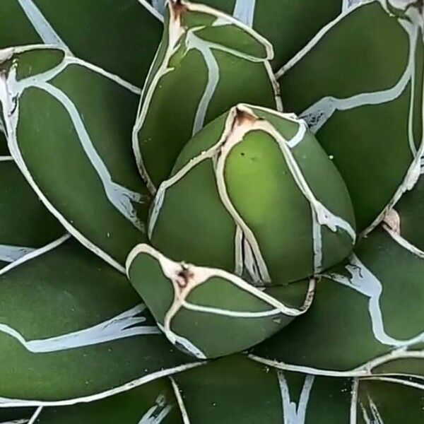 Agave victoriae-reginae 葉