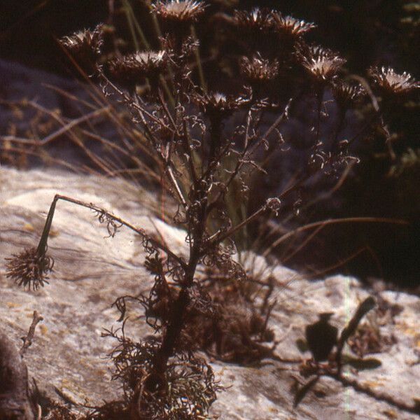 Centaurea corymbosa Fruto