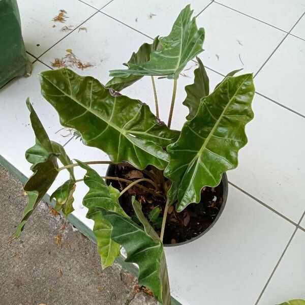 Alocasia micholitziana Φύλλο