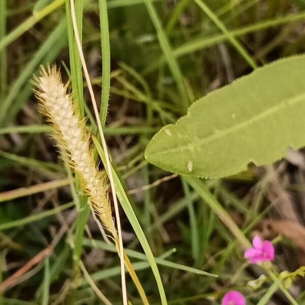 Setaria sphacelata Flower