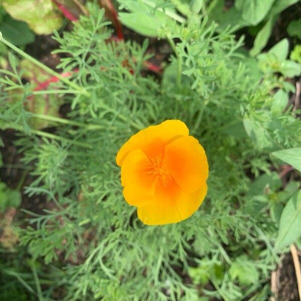 Eschscholzia californica Bloem