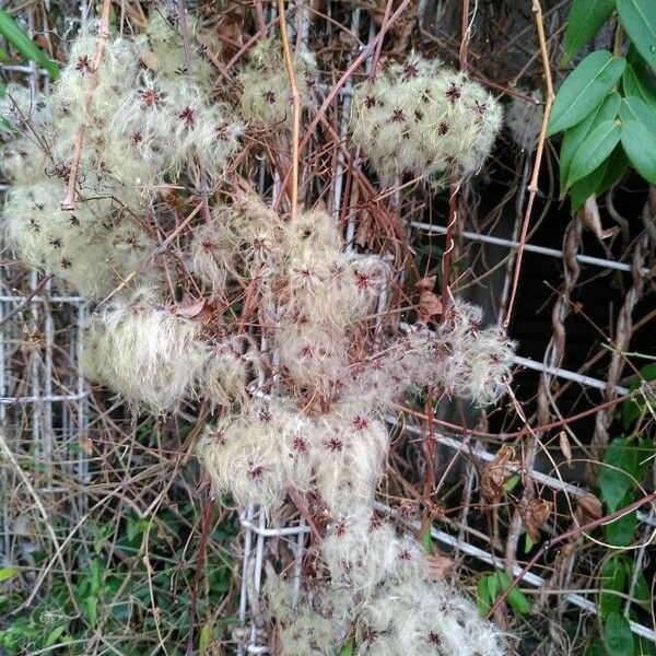 Clematis vitalba Плод