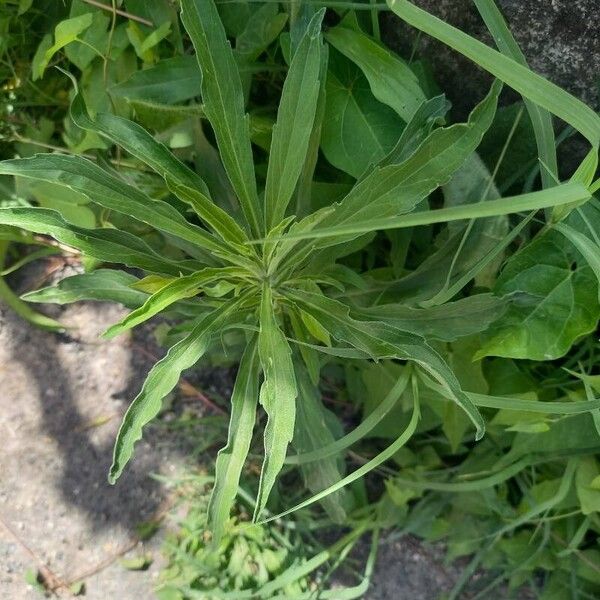 Erigeron sumatrensis Leaf