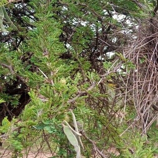 Acacia nilotica Blad