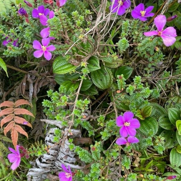 Chaetogastra ornata Blomst