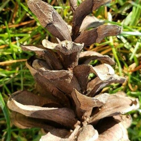 Pinus parviflora Fruit