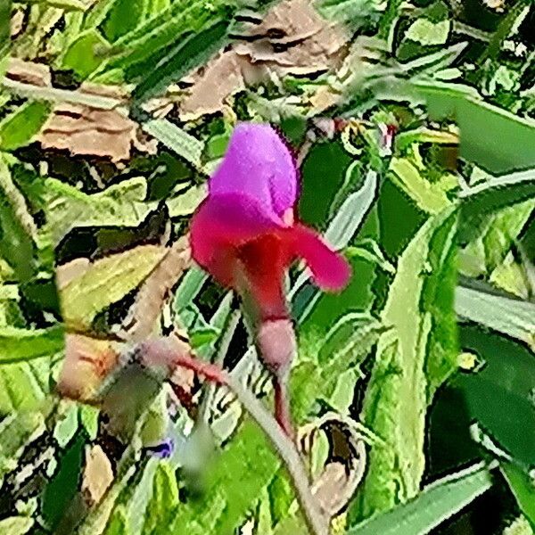 Lathyrus clymenum പുഷ്പം