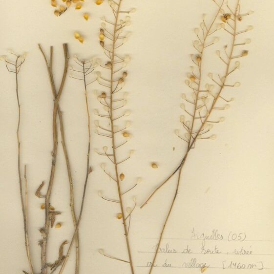 Camelina microcarpa Costuma