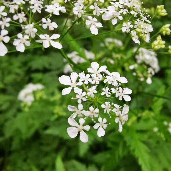 Anthriscus sylvestris 花