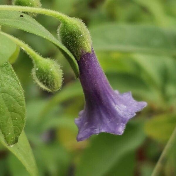 Eriolarynx australis Flower