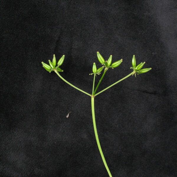 Chaerophyllum villosum Habit