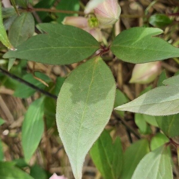 Clematis montana Leaf