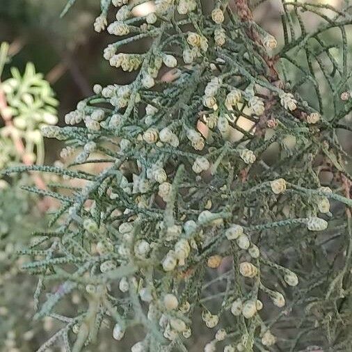 Juniperus phoenicea Flower