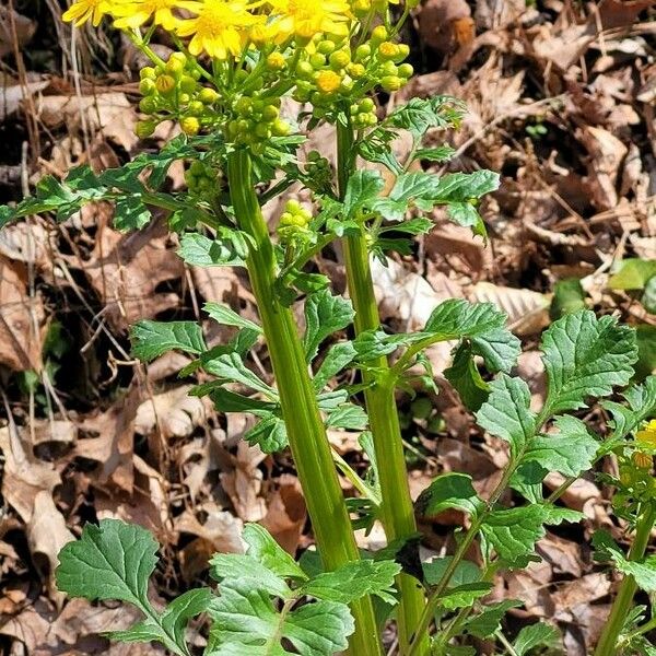 Packera glabella Flower