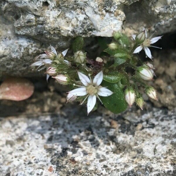 Sedum cepaea Flors