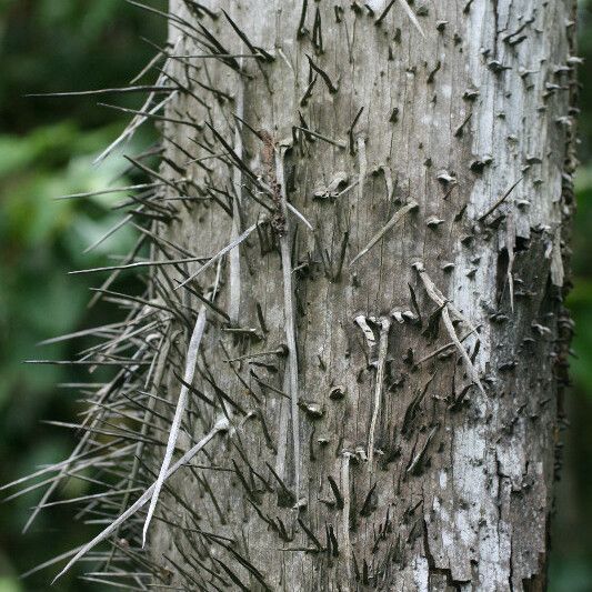 Bactris gasipaes Кора