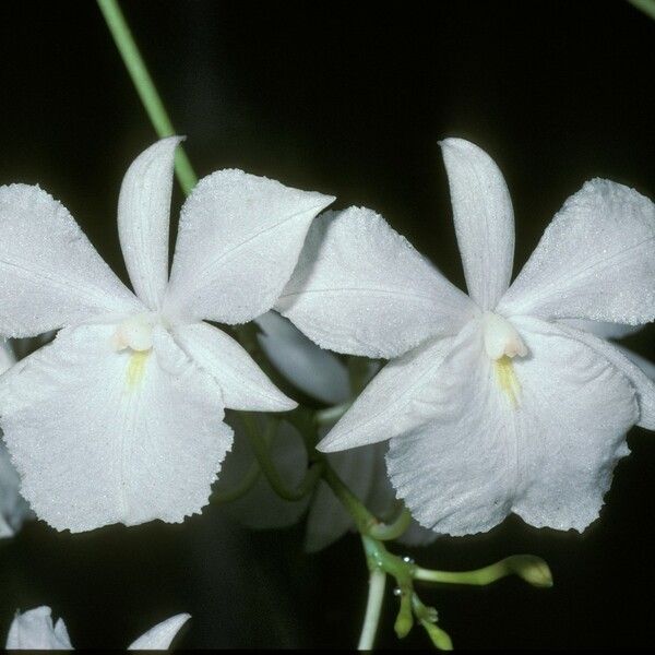 Broughtonia sanguinea Fleur