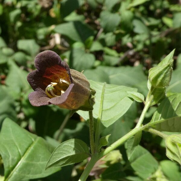 Atropa bella-donna Flor