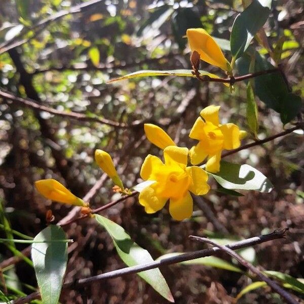 Gelsemium sempervirens Flower